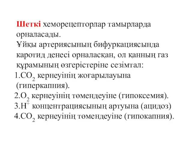 Шеткі хеморецепторлар тамырларда орналасады. Ұйқы артериясының бифуркациясында каротид денесі орналасқан, ол қанның