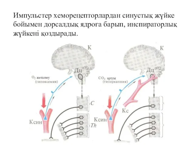 Импульстер хеморецепторлардан синустық жүйке бойымен дорсалдық ядроға барып, инспираторлық жүйкені қоздырады.