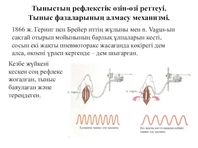 Тыныстың рефлекстік өзін-өзі реттеуі. Тыныс фазаларының алмасу механизмі. 1866 ж. Геринг пен