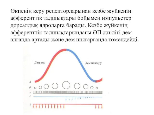 Өкпенің керу рецепторларынан кезбе жүйкенің афференттік талшықтары бойымен импульстер дорсалдық ядроларға барады.