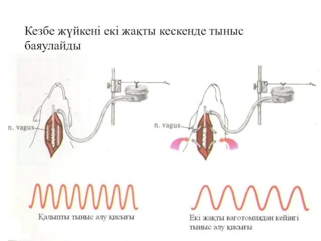 Кезбе жүйкені екі жақты кескенде тыныс баяулайды