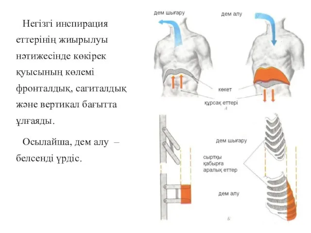 Негізгі инспирация еттерінің жиырылуы нәтижесінде көкірек қуысының көлемі фронталдық, сагиталдық және вертикал