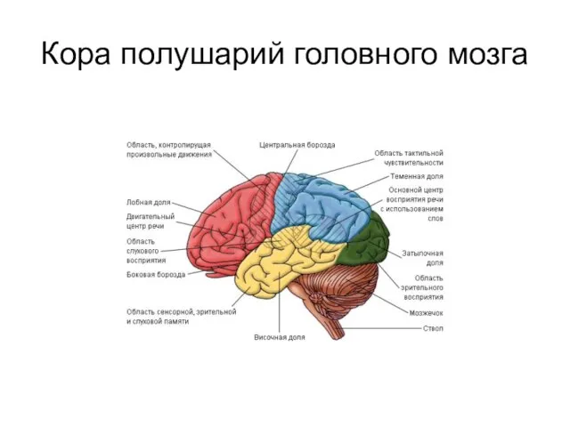 Кора полушарий головного мозга