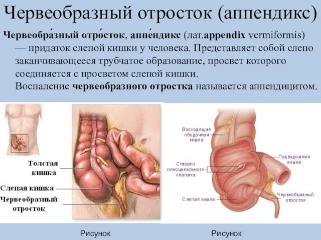 Червеобразный отросток (аппендикс) Червеобра́зный отро́сток, аппе́ндикс (лат.appendix vermiformis) — придаток слепой кишки