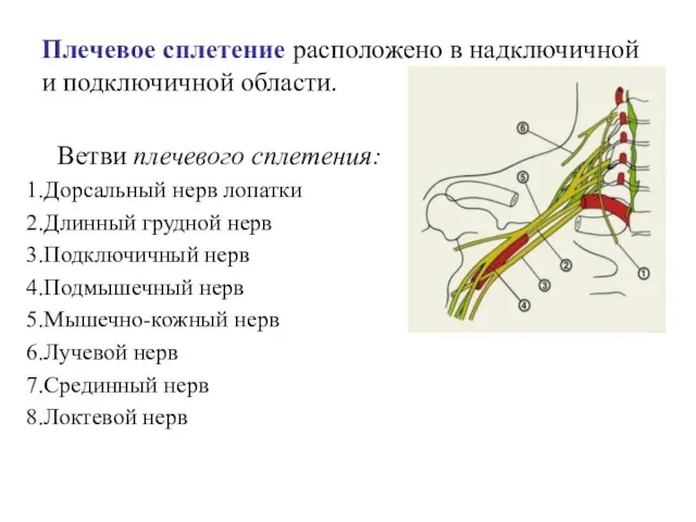Плечевое сплетение расположено в надключичной и подключичной области. Ветви плечевого сплетения: Дорсальный