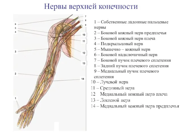 Нервы верхней конечности 1 – Собственные ладонные пальцевые нервы 2 – Боковой