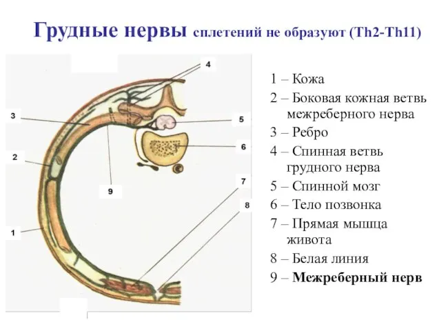 Грудные нервы сплетений не образуют (Th2-Th11) 1 – Кожа 2 – Боковая