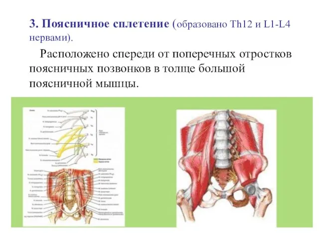 3. Поясничное сплетение (образовано Th12 и L1-L4 нервами). Расположено спереди от поперечных