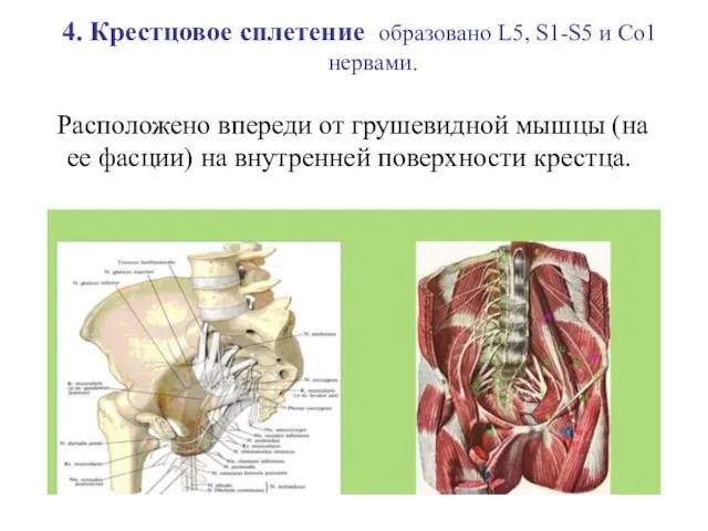 4. Крестцовое сплетение образовано L5, S1-S5 и Cо1 нервами. Расположено впереди от