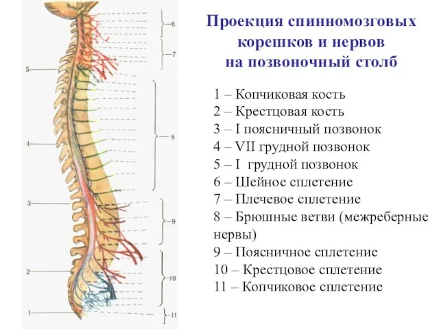 Проекция спинномозговых корешков и нервов на позвоночный столб 1 – Копчиковая кость