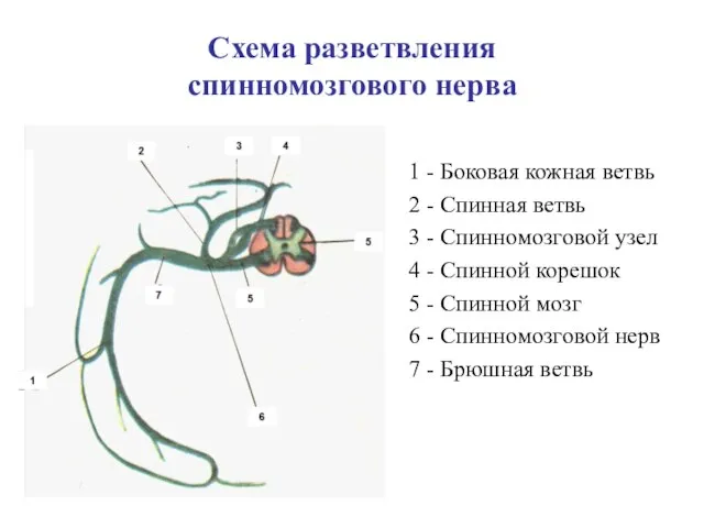 Схема разветвления спинномозгового нерва 1 - Боковая кожная ветвь 2 - Спинная