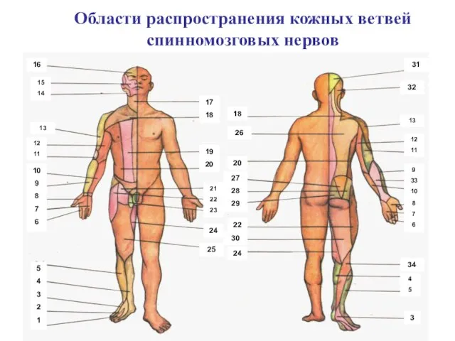 Области распространения кожных ветвей спинномозговых нервов