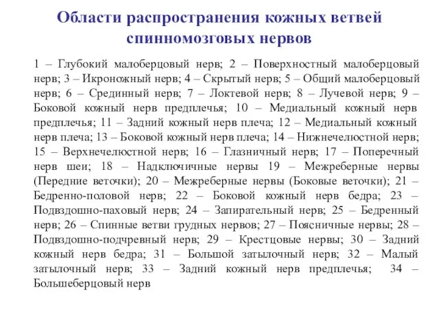 Области распространения кожных ветвей спинномозговых нервов 1 – Глубокий малоберцовый нерв; 2