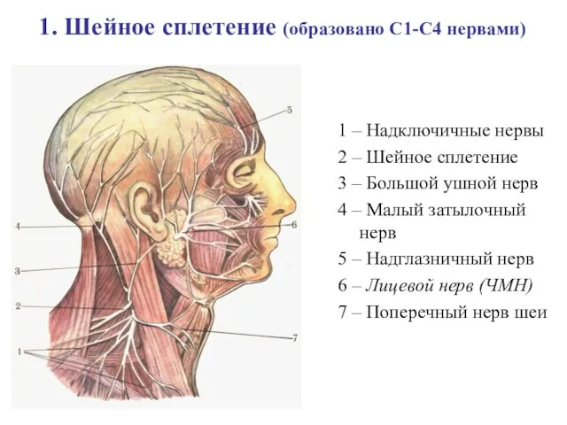 1. Шейное сплетение (образовано С1-С4 нервами) 1 – Надключичные нервы 2 –