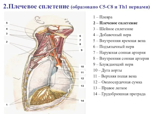 2.Плечевое сплетение (образовано С5-С8 и Th1 нервами) 1 – Плевра 2 –