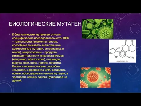 БИОЛОГИЧЕСКИЕ МУТАГЕНЫ. К биологическим мутагенам относят специфические последовательности ДНК – транспозоны (элементы