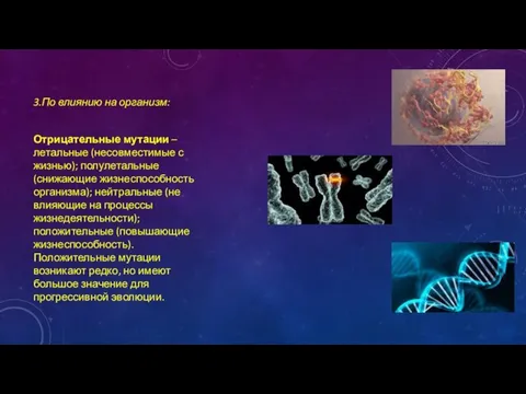 3.По влиянию на организм: Отрицательные мутации – летальные (несовместимые с жизнью); полулетальные