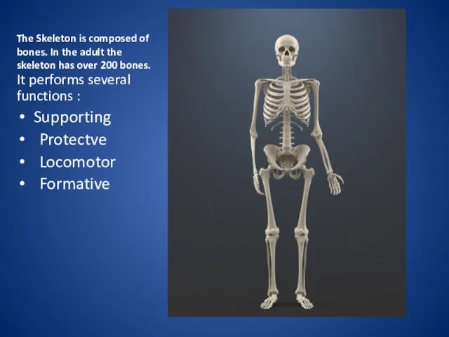 The Skeleton is composed of bones. In the adult the skeleton has