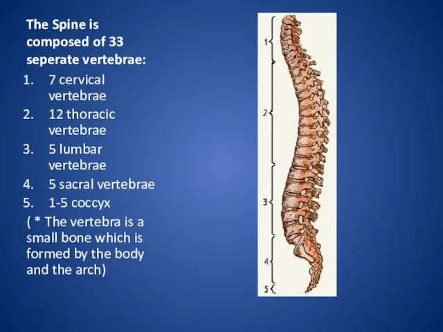The Spine is composed of 33 seperate vertebrae: 7 cervical vertebrae 12