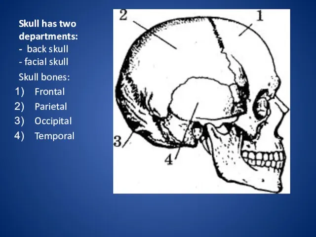 Skull has two departments: - back skull - facial skull Skull bones: Frontal Parietal Occipital Temporal