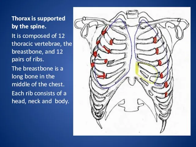 Thorax is supported by the spine. It is composed of 12 thoracic