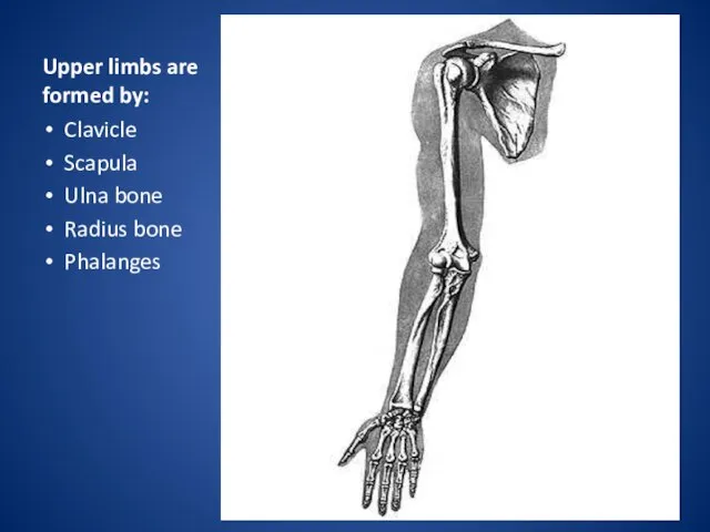 Upper limbs are formed by: Clavicle Scapula Ulna bone Radius bone Phalanges