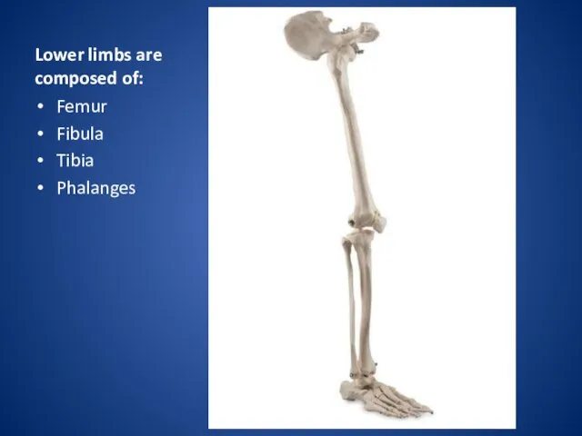 Lower limbs are composed of: Femur Fibula Tibia Phalanges