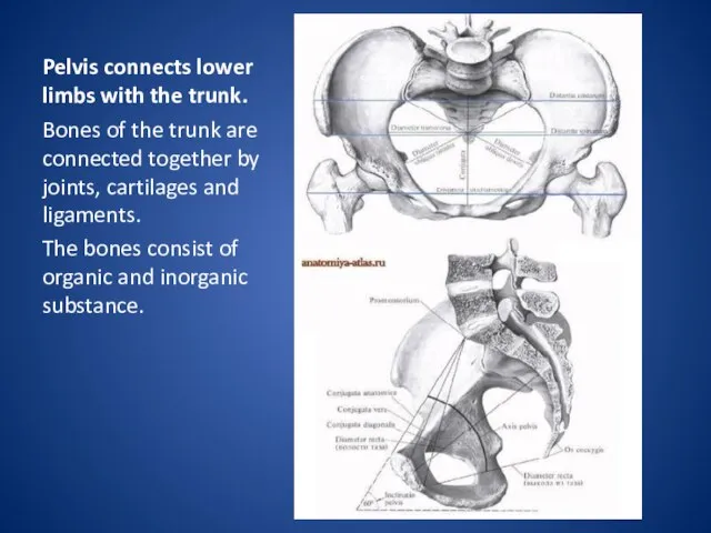 Pelvis connects lower limbs with the trunk. Bones of the trunk are