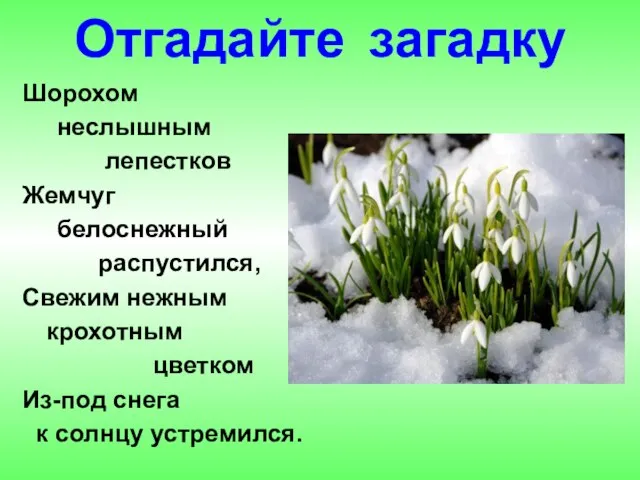 Отгадайте загадку Шорохом неслышным лепестков Жемчуг белоснежный распустился, Свежим нежным крохотным цветком