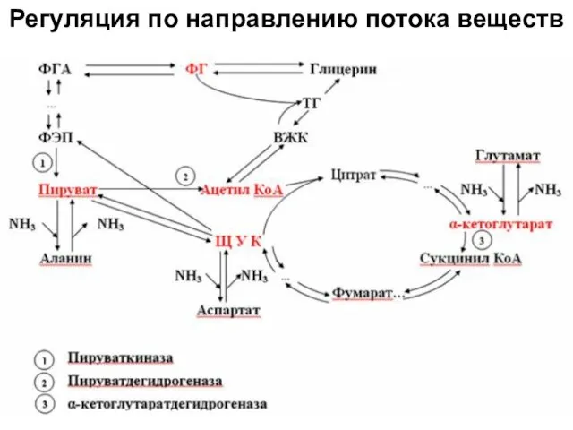 Регуляция по направлению потока веществ