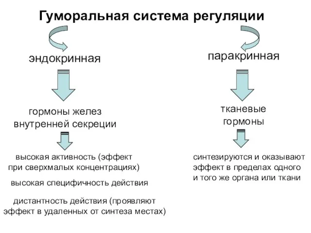 Гуморальная система регуляции эндокринная паракринная гормоны желез внутренней секреции тканевые гормоны высокая