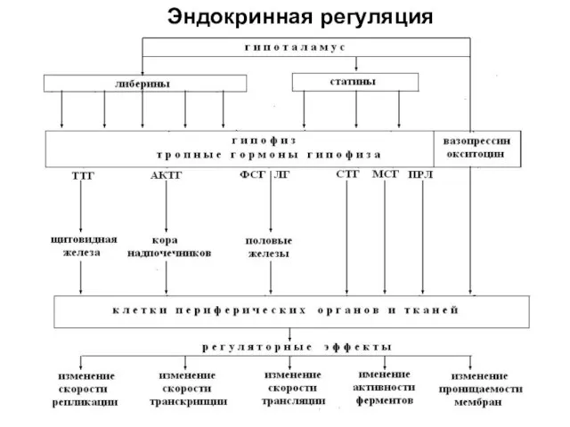 Эндокринная регуляция