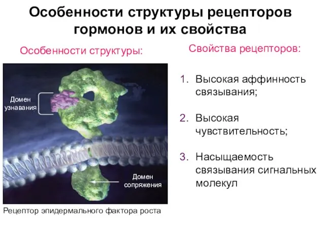 Особенности структуры рецепторов гормонов и их свойства Домен узнавания Домен сопряжения Свойства