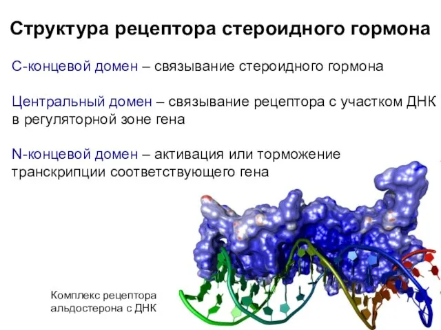 Структура рецептора стероидного гормона С-концевой домен – связывание стероидного гормона Центральный домен