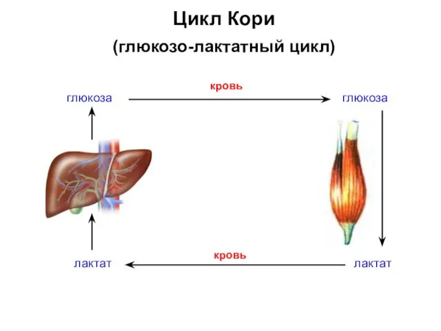 Цикл Кори (глюкозо-лактатный цикл) глюкоза глюкоза лактат лактат кровь кровь