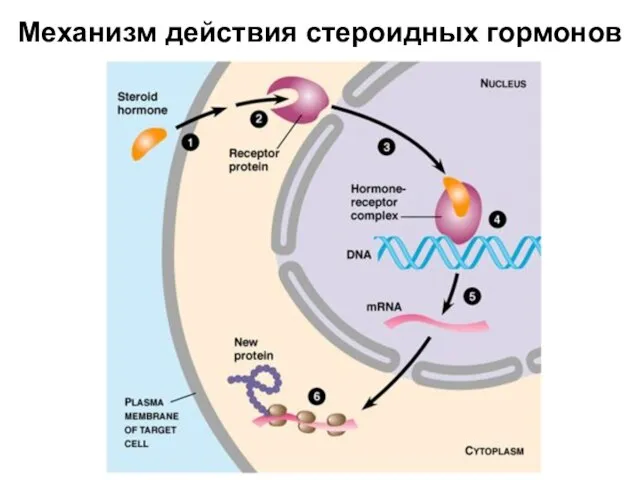 Механизм действия стероидных гормонов