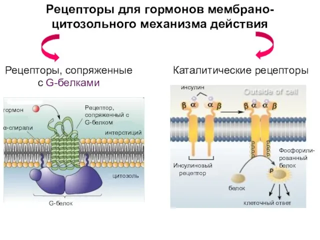 Рецепторы для гормонов мембрано-цитозольного механизма действия Рецепторы, сопряженные с G-белками Каталитические рецепторы