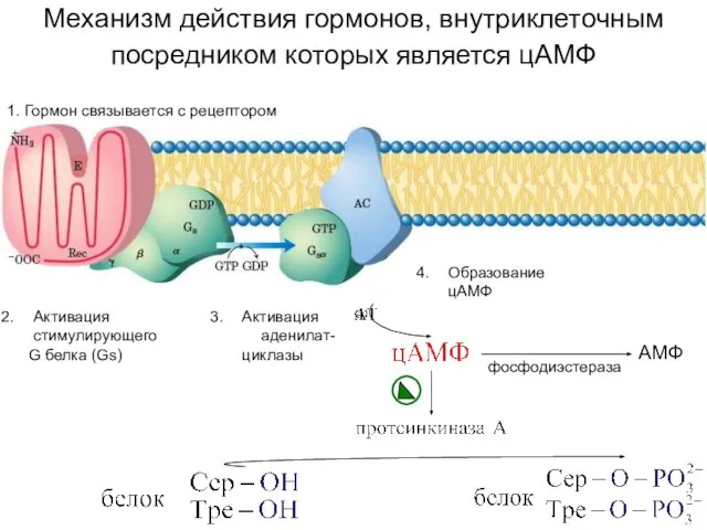 Механизм действия гормонов, внутриклеточным посредником которых является цАМФ 1. Гормон связывается с