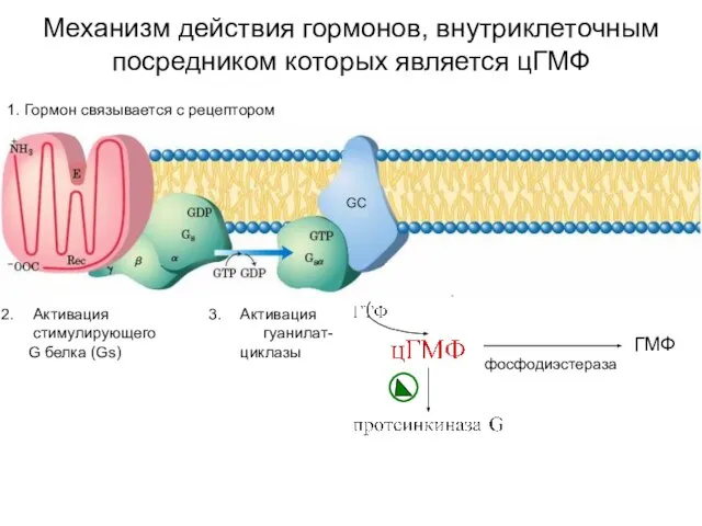 Механизм действия гормонов, внутриклеточным посредником которых является цГМФ 1. Гормон связывается с