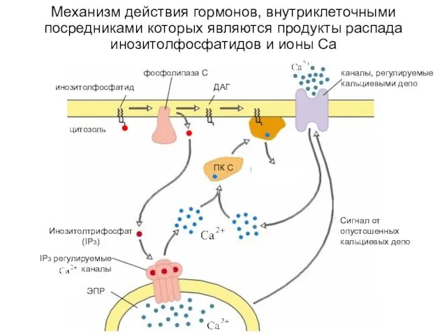 Механизм действия гормонов, внутриклеточными посредниками которых являются продукты распада инозитолфосфатидов и ионы