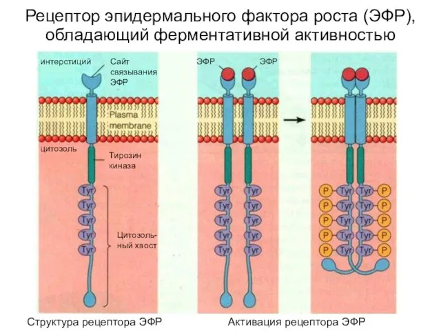 Рецептор эпидермального фактора роста (ЭФР), обладающий ферментативной активностью Структура рецептора ЭФР Активация рецептора ЭФР