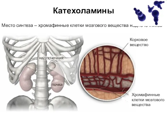 Катехоламины Место синтеза – хромафинные клетки мозгового вещества надпочечников