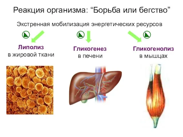 Реакция организма: “Борьба или бегство” Экстренная мобилизация энергетических ресурсов Липолиз в жировой