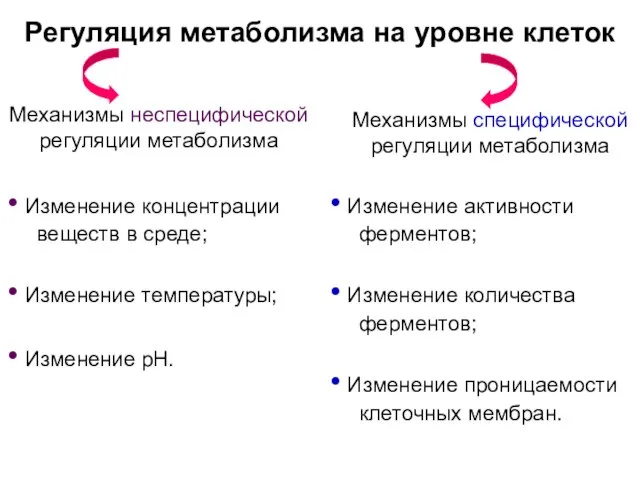 Регуляция метаболизма на уровне клеток Механизмы неспецифической регуляции метаболизма Механизмы специфической регуляции