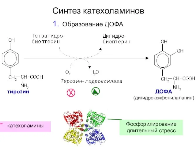Синтез катехоламинов тирозин ДОФА (дигидроксифенилаланин) катехоламины Фосфорилирование длительный стресс Образование ДОФА