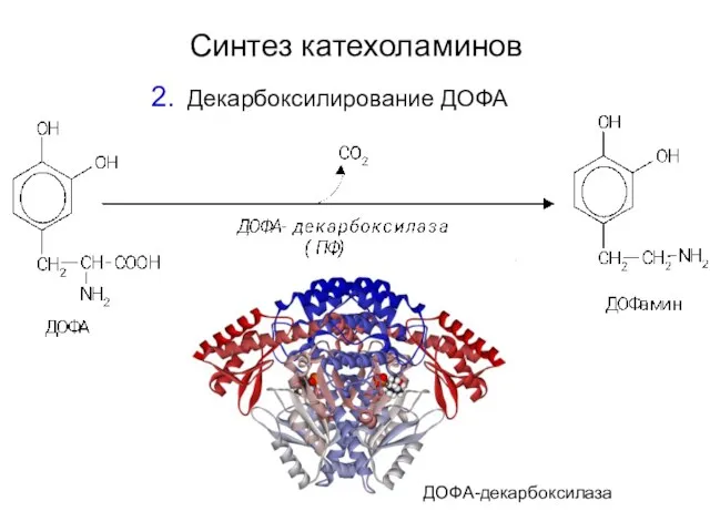 Синтез катехоламинов Декарбоксилирование ДОФА ДОФА-декарбоксилаза