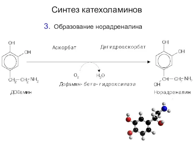 Синтез катехоламинов Образование норадреналина