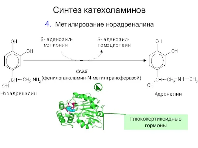 Синтез катехоламинов Метилирование норадреналина (фенилэтаноламин-N-метилтрансферазой) Глюкокортикоидные гормоны