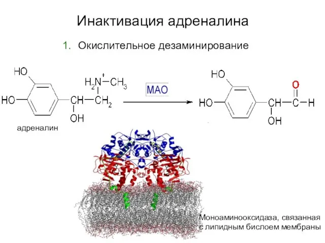 Инактивация адреналина Окислительное дезаминирование Моноаминооксидаза, связанная с липидным бислоем мембраны адреналин