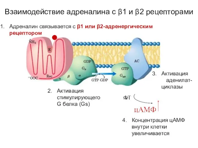 Взаимодействие адреналина с β1 и β2 рецепторами Активация стимулирующего G белка (Gs)